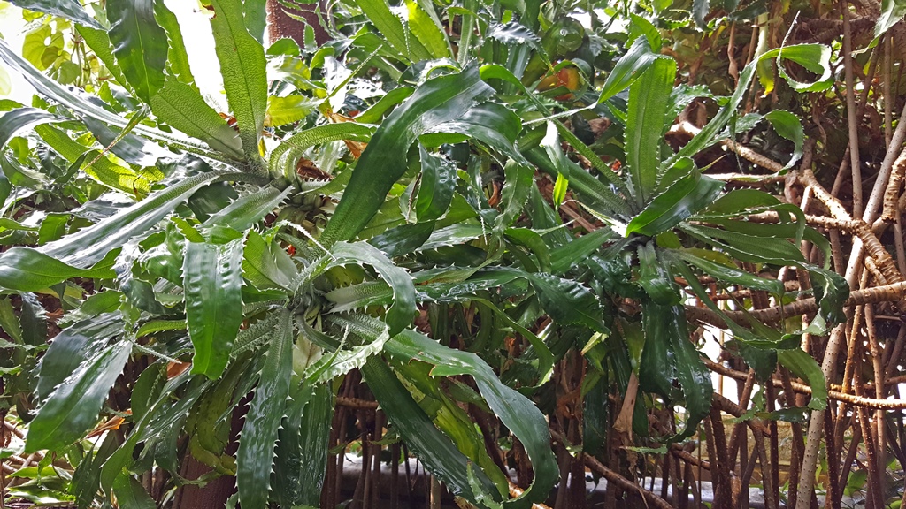 Curly Spiky Leaves